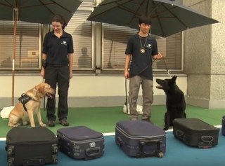 TV Receita acompanha demonstração dos cães de faro da Receita no X Enat